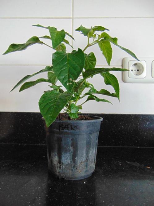 Barra Do Ribeiro peperplant (1 plant beschikbaar), Tuin en Terras, Planten | Tuinplanten, Eenjarig, Groenteplanten, Volle zon