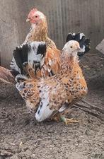 Koppel Chabo kippen, Dieren en Toebehoren, Pluimvee, Meerdere dieren, Kip