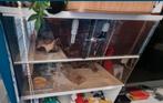 Terrarium, Dieren en Toebehoren, Ophalen of Verzenden, Zo goed als nieuw