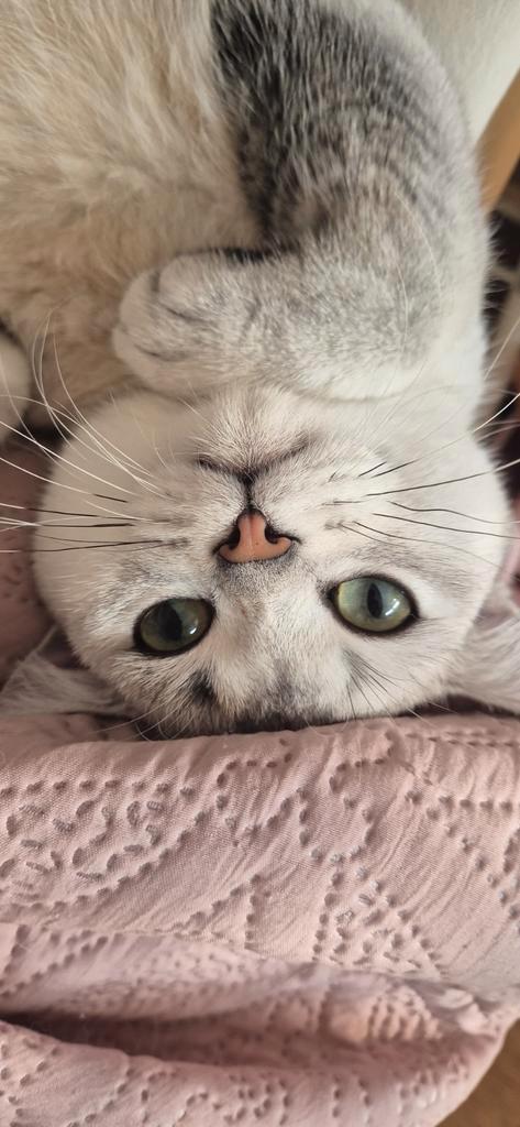 Ras zuivere Briste korthaar katten, Dieren en Toebehoren, Katten en Kittens | Raskatten | Korthaar, Poes