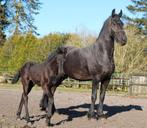 Prachtige Friese Ster Merrie, Dieren en Toebehoren, Paarden, Merrie, B, Gechipt, Dressuurpaard