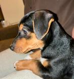 Stoere Black and tan Jack Russell, Dieren en Toebehoren, Honden | Jack Russells en Terriërs, Jack Russell Terriër, Reu, 8 tot 15 weken