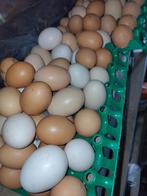 Eieren te koop van gemengde rassen 10 stuks, Dieren en Toebehoren, Pluimvee, Geslacht onbekend, Kip