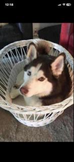 nette WITTE ROTAN HONDENMAND, Dieren en Toebehoren, Hondenmanden, Ophalen, Gebruikt, Overige