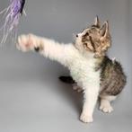 Selkirk rex kitten gecastreerd gechipt gevaccineerd, Dieren en Toebehoren, Kater, Gechipt, 0 tot 2 jaar