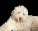 Dekreu australian labradoodle/cobberdog, Particulier, Reu, CDV (hondenziekte), Buitenland