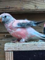 Te koop  2 jonge bourks.parkieten van 2025, Meerdere dieren, Overige soorten
