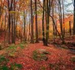 Bomen kappen voor brandhout, Tuin en Terras, Minder dan 3 m³, Ophalen of Verzenden, Overige houtsoorten, Blokken