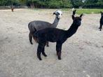 Zwarte Alpaca hengst met bijzondere outcross stamboom., Dieren en Toebehoren, Augustus, Mannelijk