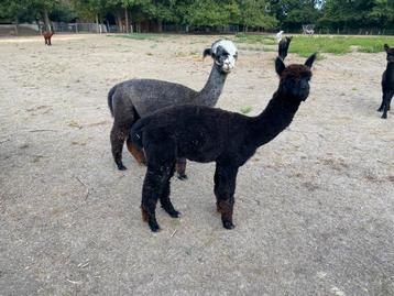 Zwarte Alpaca hengst met bijzondere outcross stamboom. beschikbaar voor biedingen