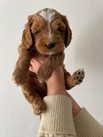 Mini Australian Labradoodle Pups Reutjes, Dieren en Toebehoren, Honden | Retrievers, Spaniëls en Waterhonden, CDV (hondenziekte)