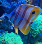 Chelmon Rostratus pincetvis., Vis