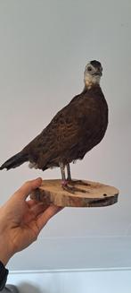 Opgezette palawan pauwfazant, Ophalen, Zo goed als nieuw, Vogel, Opgezet dier