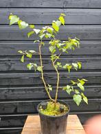 Berk boompje, Tuin en Terras, Planten | Bomen, Ophalen of Verzenden, Bloeit niet, Halfschaduw, Overige soorten