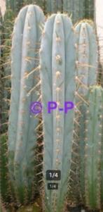 PERUVIAN TORCH CACTUS - DE ECHTE MET LANGE DOORNS !, Cactus, Bloeiende kamerplant, Volle zon, 200 cm of meer