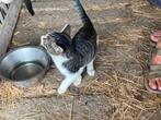 Boerderij kittens gratis, 0 tot 2 jaar