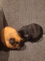 Cavia hok incl 2 mannetjes Cavia's (cavia's half jaar oud), Dieren en Toebehoren, Maart, Mannelijk, Cavia