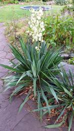 Mooie scherp geprijsde yucca's in verschillende formaten, Ophalen, Overige soorten, Volle zon