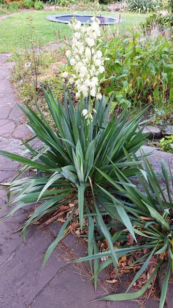 Mooie scherp geprijsde yucca's in verschillende formaten beschikbaar voor biedingen