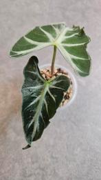 Alocasia Loco, Huis en Inrichting, Kamerplanten, Ophalen of Verzenden, Halfschaduw, Minder dan 100 cm