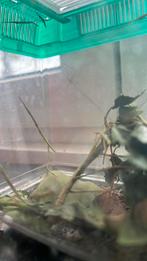 Leuke huisdiertjes: gratis wandelende takken, Dieren en Toebehoren, Wandelende tak