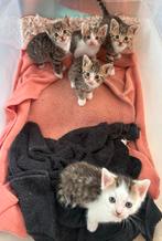 Nog maar 1 kitten te reserveren (foto 7), Dieren en Toebehoren, Katten en Kittens | Overige Katten, Meerdere dieren