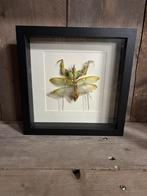 Duivelsbloem bidsprinkhaan in lijst, Ophalen of Verzenden, Nieuw, Insect, Opgezet dier