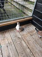 2 Modena duiven, Dieren en Toebehoren, Vogels | Duiven, Meerdere dieren