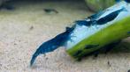Mooie blauwe Blue Dream aquarium garnalen, Dieren en Toebehoren, Vissen | Aquariumvissen, Zoetwatervis, Kreeft, Krab of Garnaal