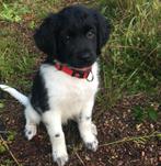 Friese stabij pup ( teefje!) gezocht, Ophalen