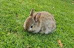 Jonge tamme konijntjes, superleuk sinterklaascadeau!, Dieren en Toebehoren, Konijnen, Meerdere dieren, Middelgroot, 0 tot 2 jaar