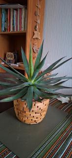 2 mooie planten Agave Shaka Zulu., Ophalen, Halfschaduw, Minder dan 100 cm