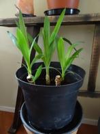 Kamerplant Yucca, Ophalen, Yucca, Minder dan 100 cm