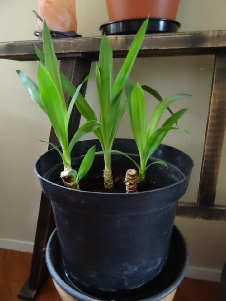 Kamerplant Yucca, Huis en Inrichting, Kamerplanten, Yucca, Minder dan 100 cm, Ophalen