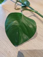 Zeer lange stekken te koop! Philodendron scandes sweetheart, Huis en Inrichting, Ophalen of Verzenden, Halfschaduw, Minder dan 100 cm