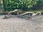opgezette slang, taxidermie, uit oude verzameling, Verzamelen, Dierenverzamelingen, Ophalen, Gebruikt, Overige soorten, Opgezet dier