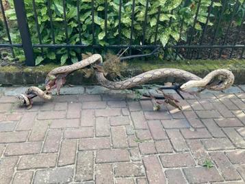 opgezette slang, taxidermie, uit oude verzameling beschikbaar voor biedingen