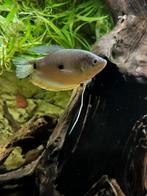 Blauwe Goerami, Dieren en Toebehoren, Vissen | Aquariumvissen, Vis, Zoetwatervis