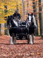 2 verkeersmakke tinker ponys, Dieren en Toebehoren, Pony's, Ruin, E pony (1.48m - 1.57m)