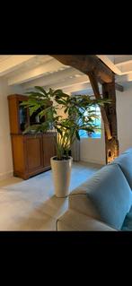 Philondenderon Funbun, Ophalen, 100 tot 150 cm, Overige soorten, Halfschaduw