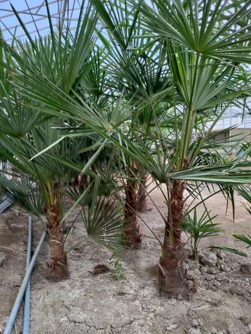 Winterharde palmbomen (T. fortunei) verschillende maten, Tuin en Terras, Planten | Bomen, Palmboom, 100 tot 250 cm, Volle zon