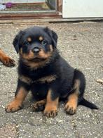 Rottweiler teefje met stamboom, Dieren en Toebehoren, Honden | Niet-rashonden, CDV (hondenziekte), 8 tot 15 weken, Teef, Groot
