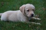 Golden Retriever x Labrador pups, 8 tot 15 weken, Meerdere, Meerdere dieren, Parvo