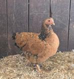 7 Hennen en een Haan: Prachtige Wyandotte Kippen, Dieren en Toebehoren, Pluimvee, Meerdere dieren, Kip