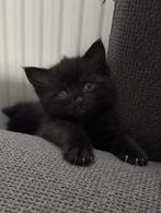 Lieve zwarte kitten te koop, Dieren en Toebehoren, Katten en Kittens | Overige Katten, Poes