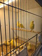 Vele soorten en kleuren kanaries, Meerdere dieren, Kleurkanarie