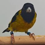 spinus notatus, Tropenvogel
