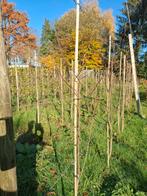 Perenbomen bonne louise, Eén persoon