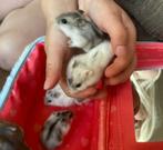 Dwerghamsters, Meerdere dieren, Hamster, Voor 1 juli 2024, Tam