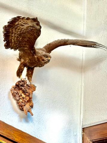 Opgezette buizerd beschikbaar voor biedingen